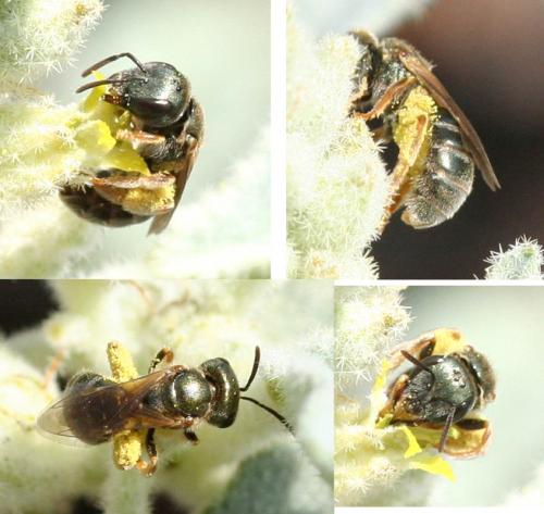 Réf. 25 909 : Seladonia gemmea