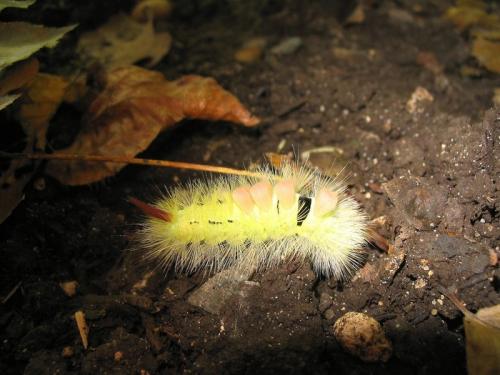 Calliteara pudibunda