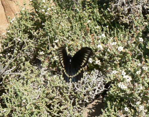Battus polydamas
