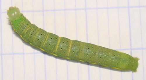 Lacanobia oleracea