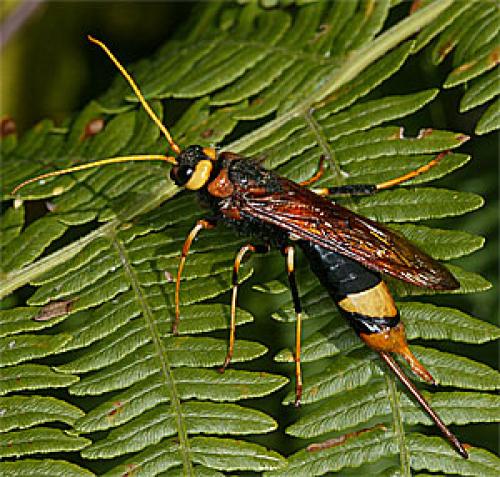 Réf. 25 739 : Urocerus augur