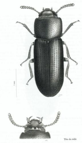 Gnatocerus maxillosus