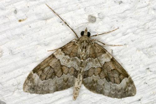 Thera sp.