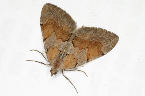 Pennithera firmata
