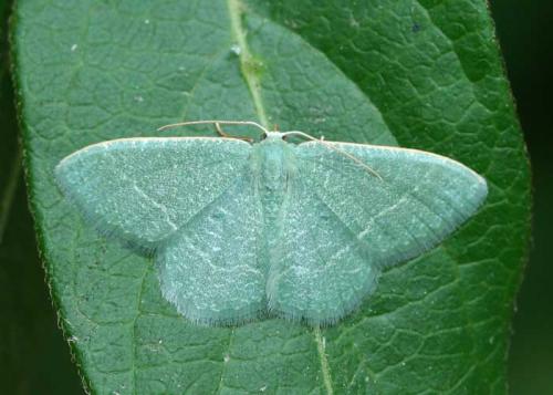 Réf. 25 453 : Phaiogramma etruscaria