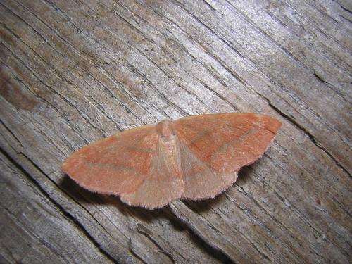 Réf. 25 288 : Hylaea fasciaria
