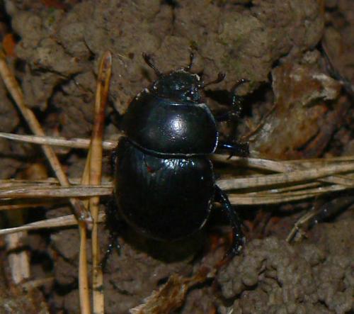 Anoplotrupes stercorosus
