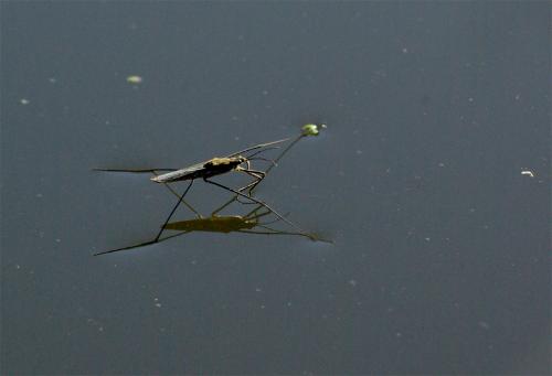 Gerris sp.