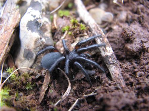 Réf. 25 334 : Gnaphosa lucifuga