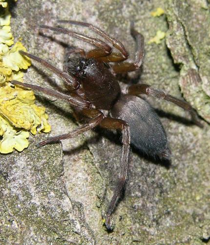 Réf. 25 389 : Clubiona sp.