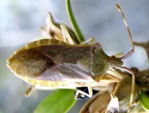 Gonocerus acuteangulatus