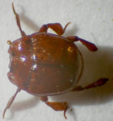 Haeterius ferrugineus