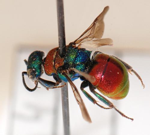 Réf. 25 064 : Hedychrum aureicolle niemelai