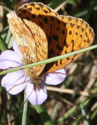 Réf. 25 742 : Boloria euphrosyne