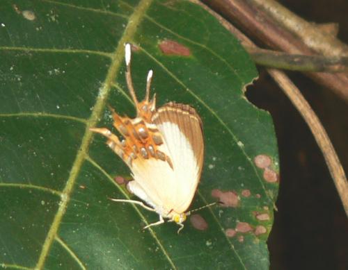 Helicopis sp.