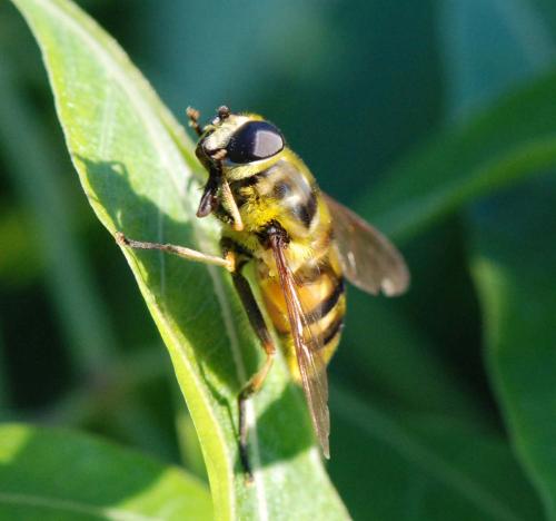 Myathropa florea