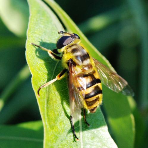 Myathropa florea