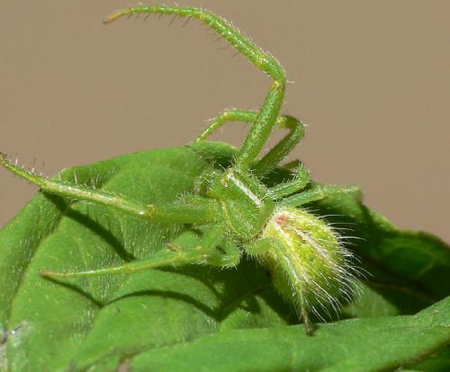 Heriaeus oblongus