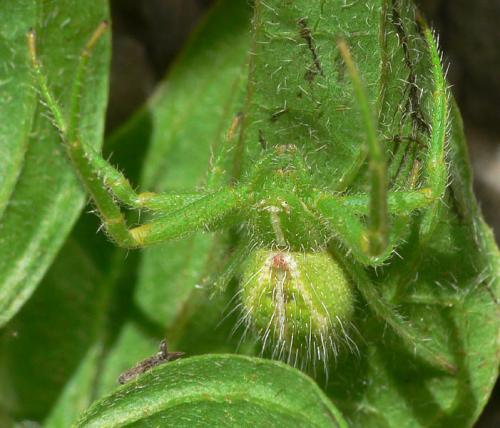 Heriaeus oblongus