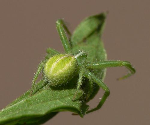 Heriaeus oblongus
