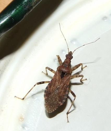 Réf. 25 561 : Himacerus mirmicoides