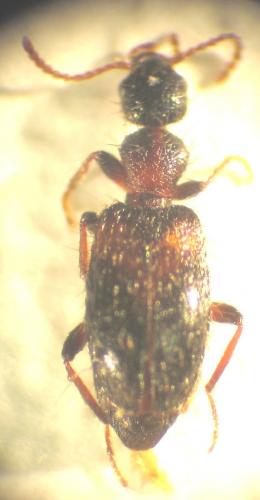 Hirticollis hispidus