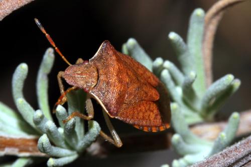 Réf. 25 360 : Peribalus strictus strictus