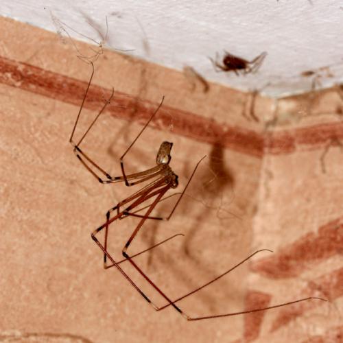 Holocnemus pluchei