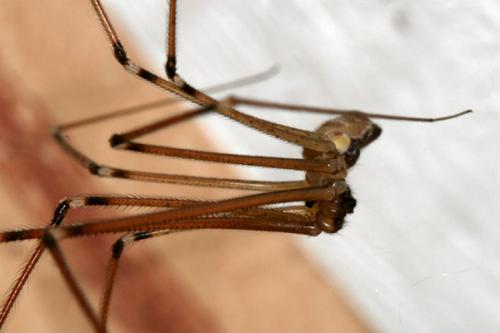 Holocnemus pluchei