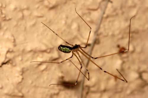 Holocnemus pluchei