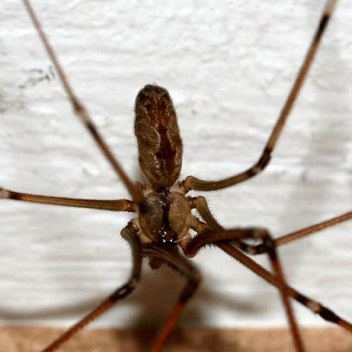 Holocnemus pluchei
