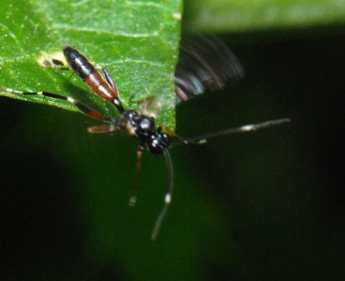 Cryptinae
