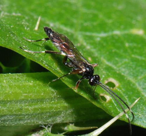 Cryptinae