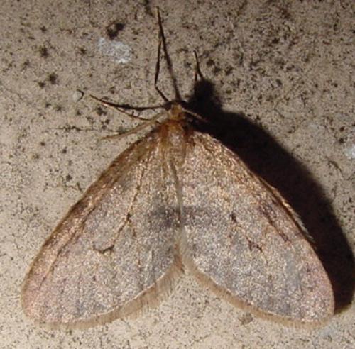 Operophtera brumata