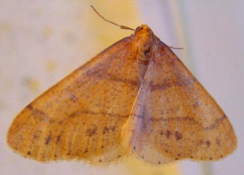 Agriopis aurantiaria