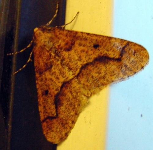 Erannis defoliaria