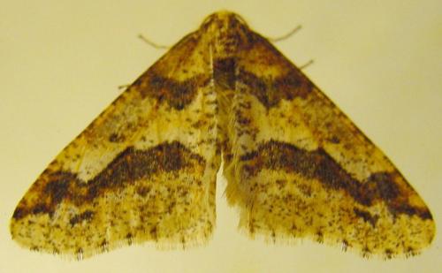 Erannis defoliaria