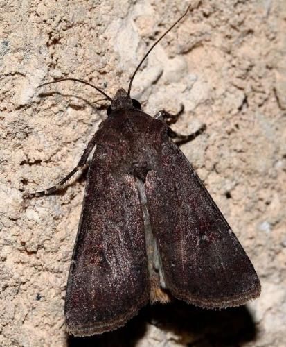 Réf. 25 914 : Agrotis trux