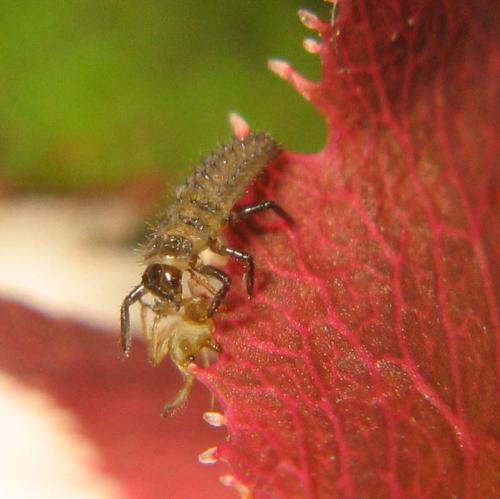Harmonia axyridis