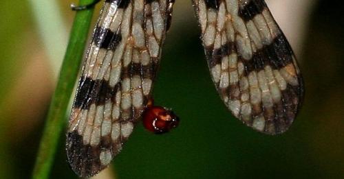 Panorpa meridionalis