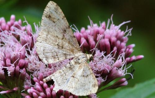 Peribatodes sp.