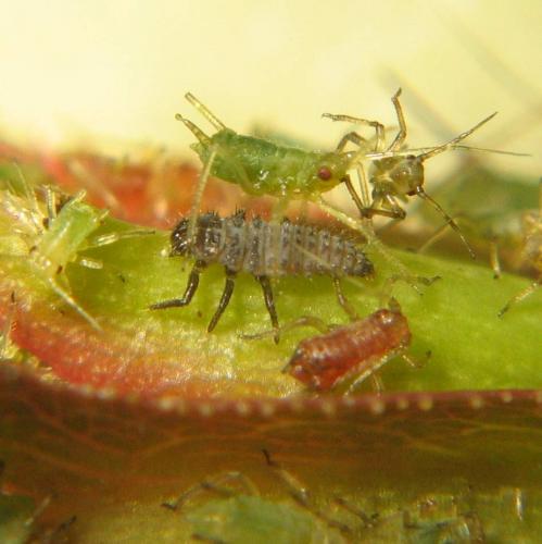 Harmonia axyridis
