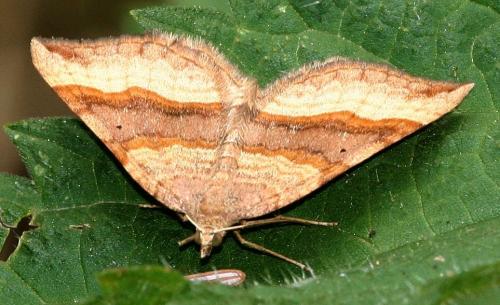Réf. 25 928 : Scotopteryx chenopodiata