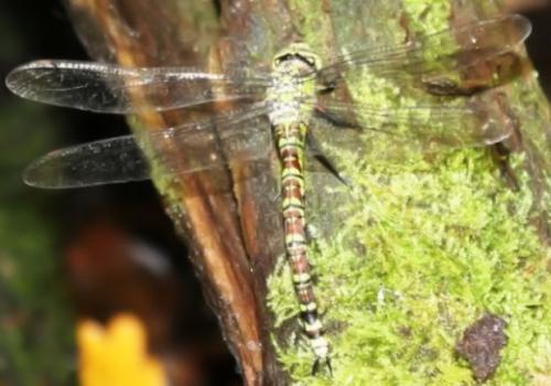 Aeshna cyanea