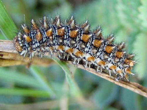 Melitaea didyma
