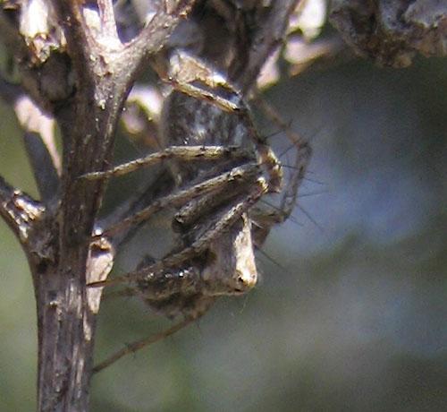 Oxyopes heterophthalmus