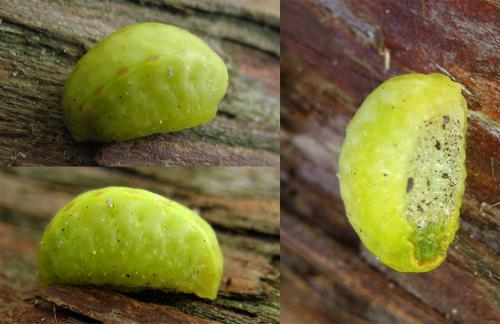 Réf. 25 803 : Apoda limacodes