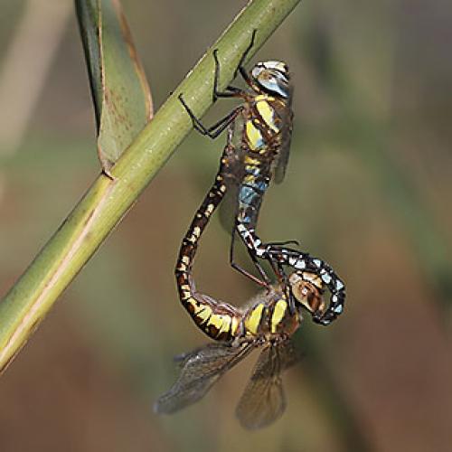 Réf. 25 625 : Aeshna mixta