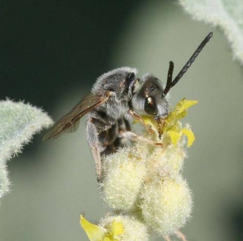 Réf. 25 897 : Seladonia pollinosa