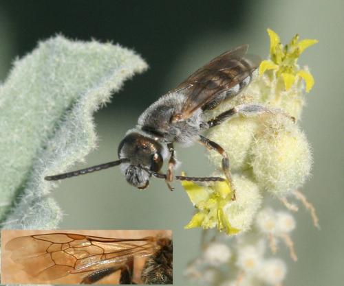Réf. 25 898 : Seladonia pollinosa